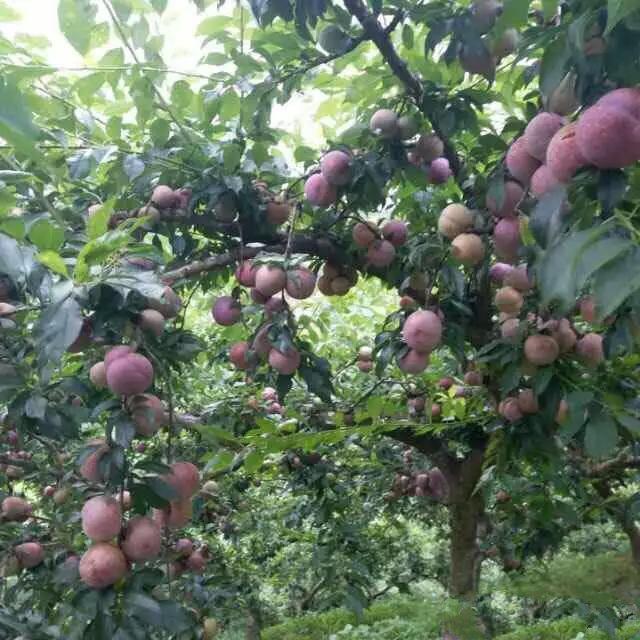 Loại quả ở quê rụng đầy gốc không ai thèm nhặt, lên thành phố thành đặc sản đắt đỏ-1