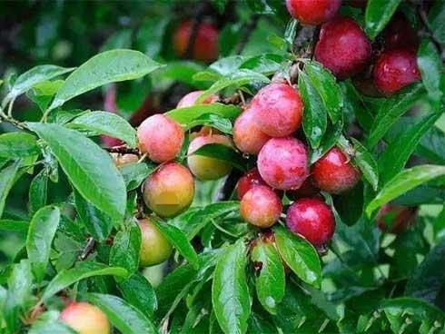 Loại quả ở quê rụng đầy gốc không ai thèm nhặt, lên thành phố thành đặc sản đắt đỏ-2