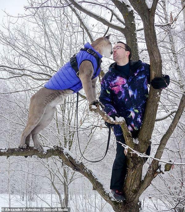 Cặp vợ chồng nuôi sư tử trong nhà làm thú cưng-1