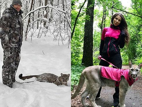 Cặp vợ chồng nuôi sư tử trong nhà làm thú cưng