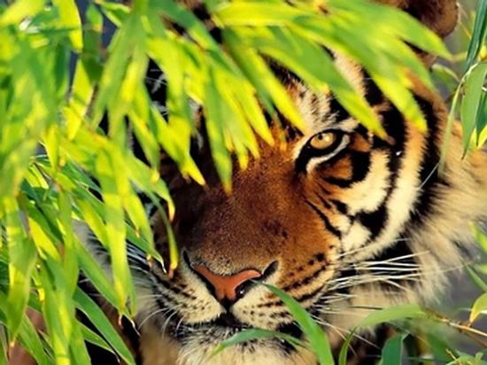 Chỉ cần sinh vào 3 năm này là cuộc đời luôn có quý nhân phù trợ, làm gì cũng 'thông đồng bén giọt'