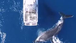 Bầy cá voi lưng gù bơi lội quanh thuyền của du khách