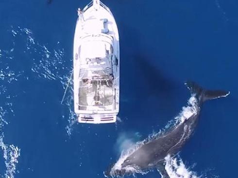 Cá voi nặng hơn 1 tấn chết trong vịnh Nha Trang-2