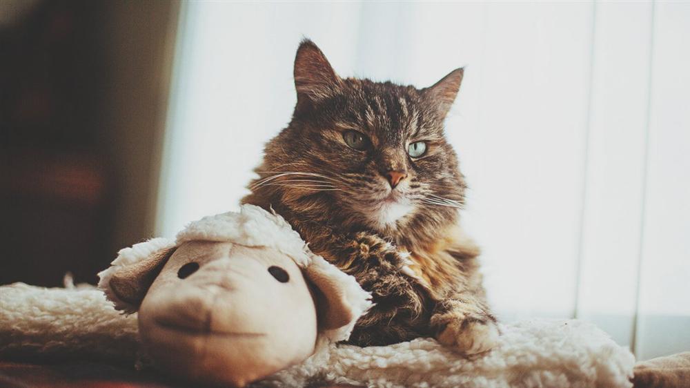 Tử vi thứ Năm ngày 30/5/2019 của 12 con giáp: Mão sự nghiệp thăng tiến, Tỵ đen đủi muôn phần-2