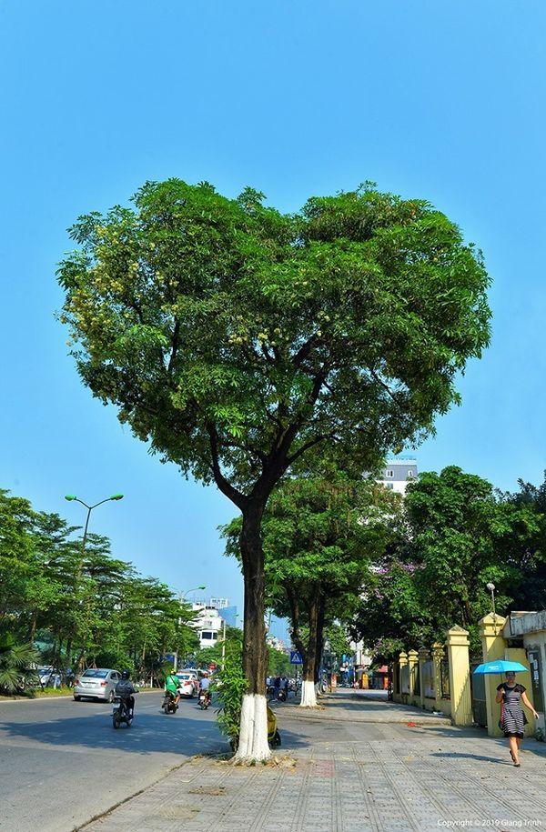 Bức ảnh chụp cây hoa sữa hình trái tim trên một con phố ở Hà Nội khiến dân tình tự hỏi: Có phải photoshop?-2
