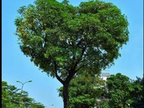 Mùa hoa sữa ở TP.HCM: Mùi hương người yêu thích, người khó chịu-5