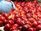 Khám phá quy trình sản xuất và đóng gói táo ở nước ngoài