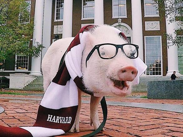 Người băng tắm nước âm độ, chạy chân trần ở vòng Bắc Cực-1