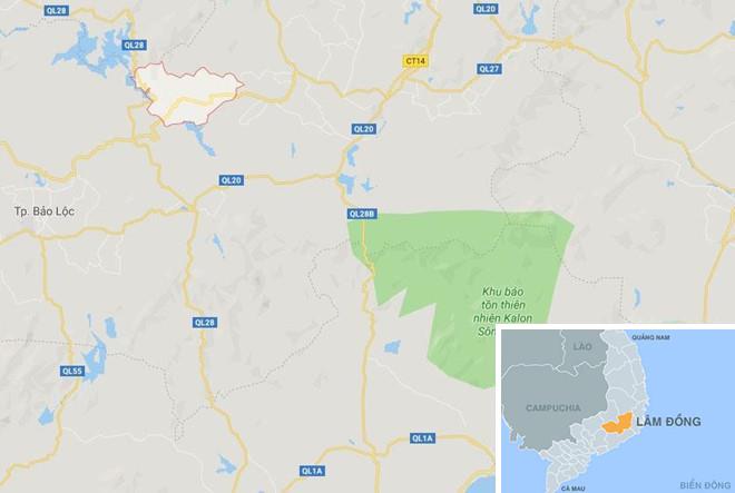 Bắt kẻ cầm đầu vụ hạ độc hơn 10 ha rừng thông 20 năm tuổi-3