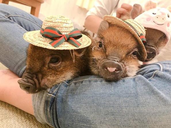 Quán cà phê chó, mèo xưa rồi, cà phê... heo mới gọi là độc nhất vô nhị đây này...-3