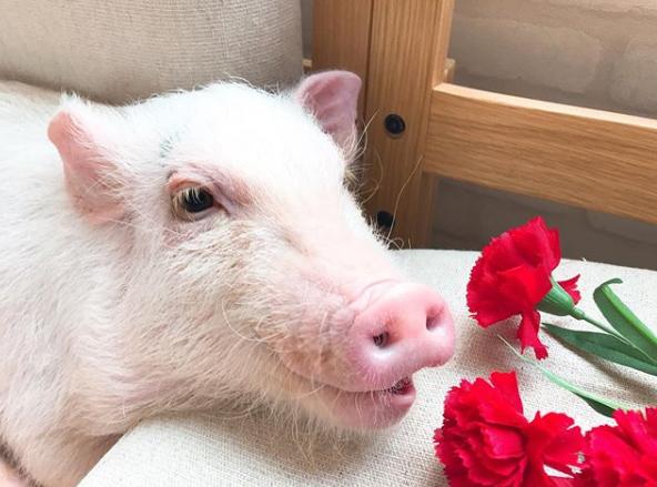 Quán cà phê chó, mèo xưa rồi, cà phê... heo mới gọi là độc nhất vô nhị đây này...-5