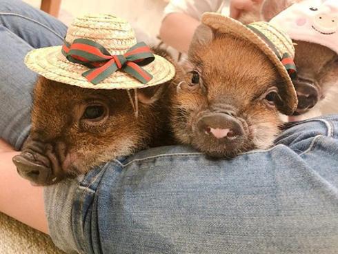 Siêu phẩm chuối luộc bóng đêm khiến dân mạng cười vỡ bụng nhưng lại thắc mắc một điều…-3