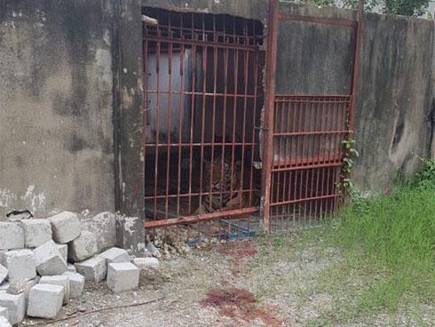 Mang 60 kg thịt chó sang Nhật, 1 phụ nữ Việt bị phạt tù-3