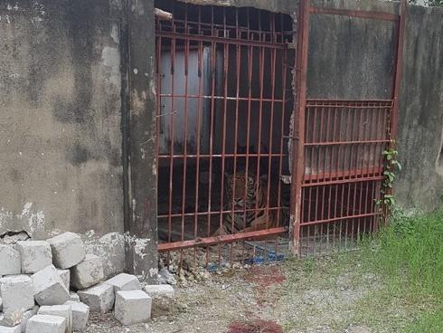 Nuôi nhốt 14 con hổ trong nhà, người đàn ông nhận kết đắng-4