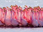 Thiên đường chim hồng hạc ở đầm lầy muối Curacao