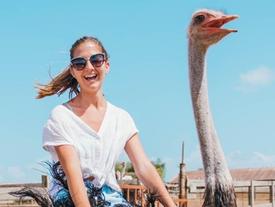 Cưỡi đà điểu ở Curacao giá 56 USD khiến du khách thích thú Cưỡi đà điểu ở Curacao giá 56 USD khiến du khách thích thú