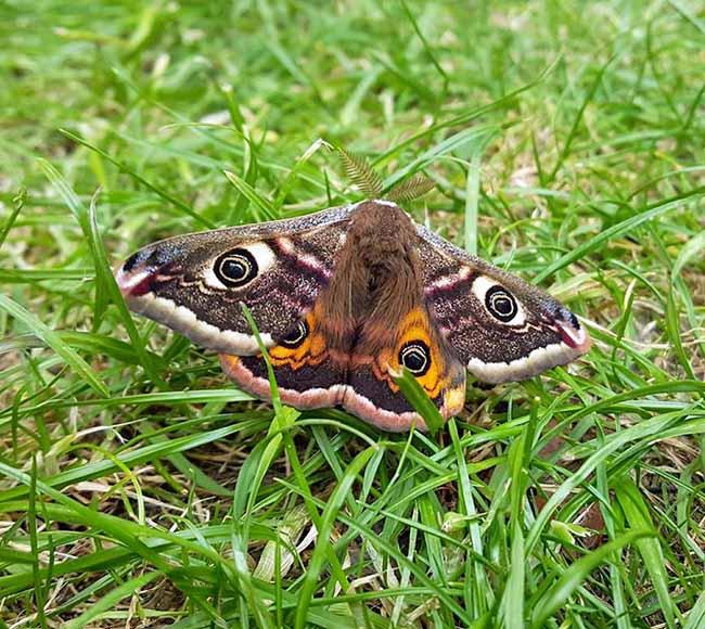 Rùng mình vì món đặc sản sâu lông của người Châu Phi-1