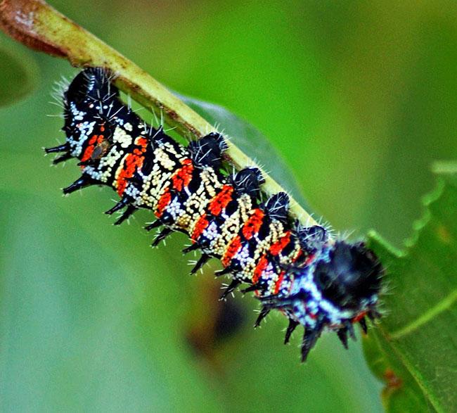 Rùng mình vì món đặc sản sâu lông của người Châu Phi-2