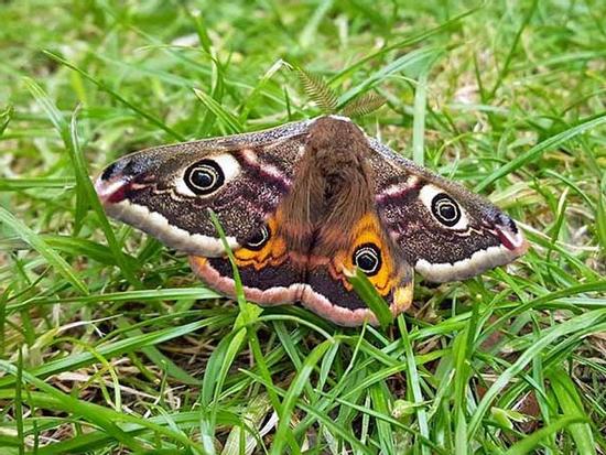 Rùng mình vì món đặc sản sâu lông của người Châu Phi