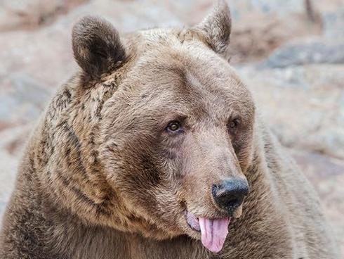 Du khách Nga thoát chết trong gang tấc nhờ… cắn vào lưỡi gấu