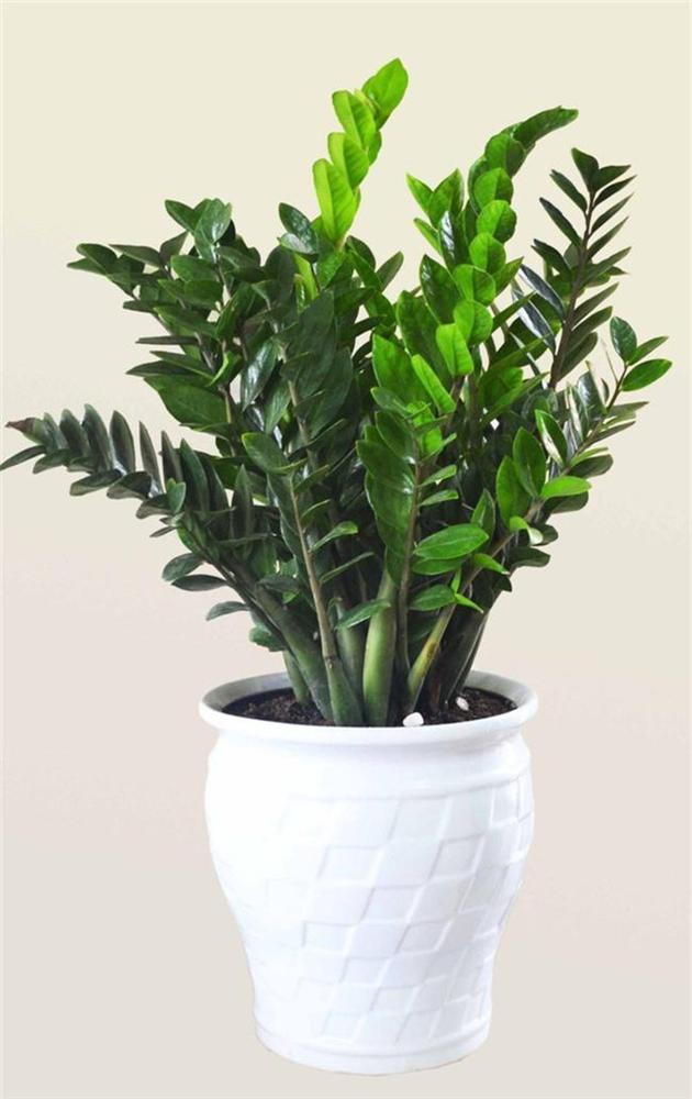 12 con giáp cứ trồng cây phong thủy này để hút vận may, gia tăng lộc khí, gọi lộc về nhà-1