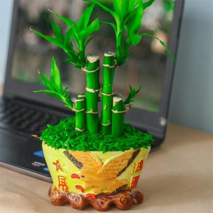 12 con giáp cứ trồng cây phong thủy này để hút vận may, gia tăng lộc khí, gọi lộc về nhà-2