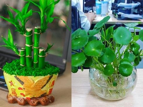 Tử vi Chủ Nhật ngày 16/6/2019 của 12 con giáp: Tuất thiếu nghiêm túc trong tình cảm, Tý thư thái tận hưởng cuối tuần-5