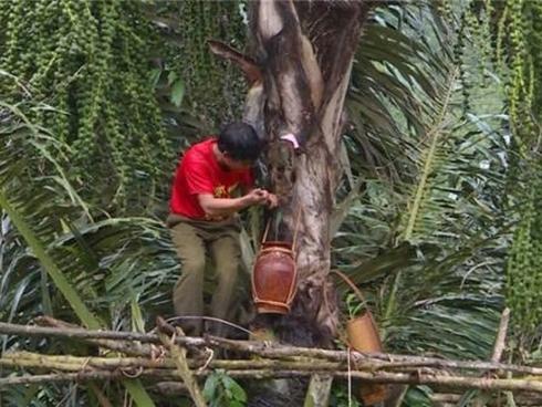 Trèo cây lấy 'rượu trời', người đàn ông ngã tử vong