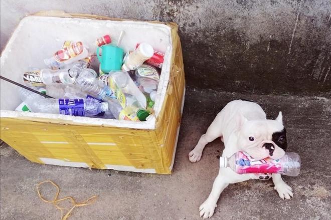 Chú chó ở Hà Nội đam mê gom nhặt chai, lọ cũ-1