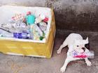Chú chó ở Hà Nội 'đam mê' gom nhặt chai, lọ cũ