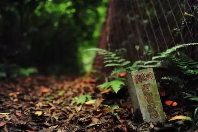 Bí ẩn về những bức tượng tồn tại suốt 800 năm khiến người Trung Quốc phải kính sợ-1