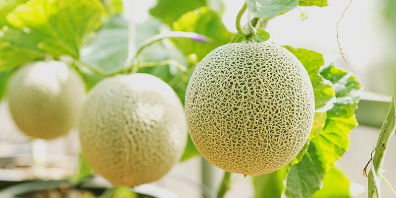 5 loại quả cao cấp giá hàng nghìn USD ngon trứ danh Nhật Bản-1