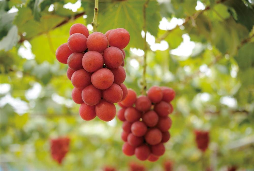 5 loại quả cao cấp giá hàng nghìn USD ngon trứ danh Nhật Bản-3