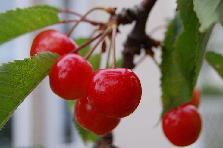 5 loại quả cao cấp giá hàng nghìn USD ngon trứ danh Nhật Bản-7