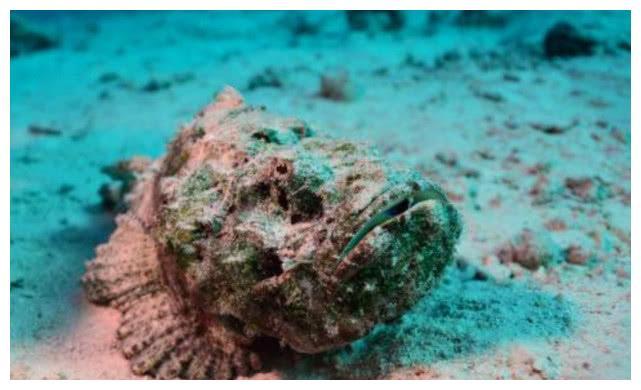 Loài cá cực độc được các đầu bếp Trung Quốc chế biến thành món cực phẩm-1