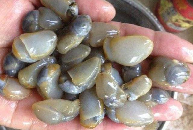 Loại ốc có hình thù kỳ dị chỉ có 1 nơi ở Trung Quốc mới dám ăn-2