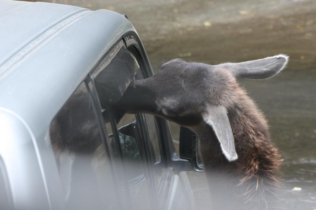 5 đặc sản trải nghiệm chỉ có tại Jakarta-1