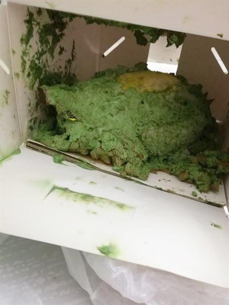 Đặt bánh sinh nhật 70 tuổi cho mẹ mất hơn 3 triệu, cô gái nhận về một đống bùn xanh-2