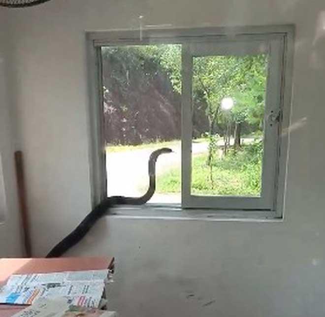 SỢ ĐẾN RUN NGƯỜI nhìn con rắn hổ mang chúa dài cả mét, bò ngoe nguẩy khắp phòng bảo vệ ở Quảng Ninh-1