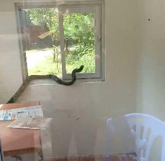 SỢ ĐẾN RUN NGƯỜI nhìn con rắn hổ mang chúa dài cả mét, bò ngoe nguẩy khắp phòng bảo vệ ở Quảng Ninh-2