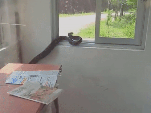 SỢ ĐẾN RUN NGƯỜI nhìn con rắn hổ mang chúa dài cả mét, bò ngoe nguẩy khắp phòng bảo vệ ở Quảng Ninh-3
