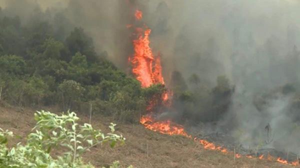 Đang cháy rừng ở Quảng Bình, hàng trăm cán bộ được huy động dập lửa-1