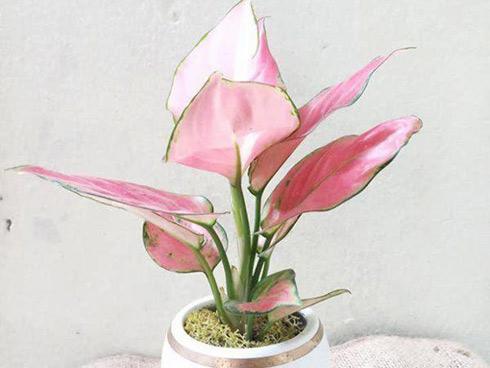 So sánh độ dài ngón tay áp út với ngón trỏ, biết ngay ai làm thuê, ai có tướng làm lãnh đạo-2