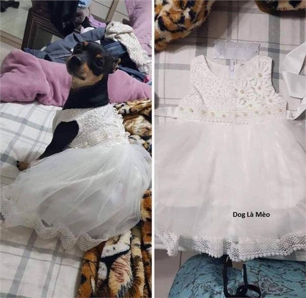 Nhận váy hộ vợ, chồng tưởng cho chó cưng mặc và cái kết ngoài sức tưởng tượng-1