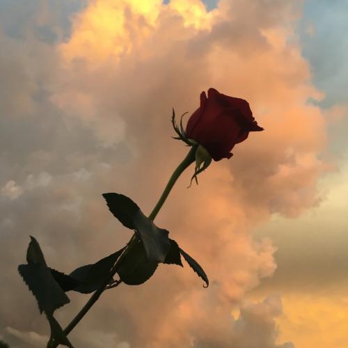 Tử vi thứ Sáu ngày 5/7/2019 của 12 con giáp: Ngọ thăng tiến công việc, Thân tình cảm ngọt ngào-4