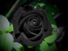 Nơi duy nhất trên thế giới tồn tại hoa hồng đen huyền bí