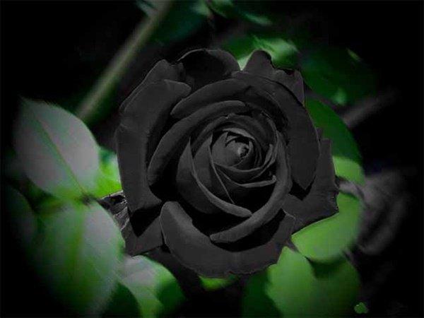 Nơi duy nhất trên thế giới tồn tại hoa hồng đen huyền bí-3