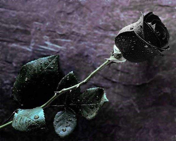 Nơi duy nhất trên thế giới tồn tại hoa hồng đen huyền bí-4