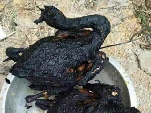 Thánh lầy nhất mạng xã hội, phơi cá ngay trong ô tô, vừa đi vừa hứng nắng, ai xem cũng ngao ngán-4