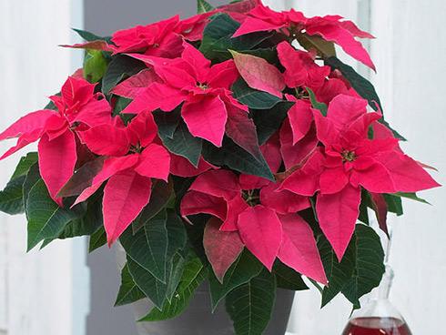 5 loại cây cản lộc- đuổi tài, trồng trong nhà bảo sao làm mãi không thấy tiền đâu, nghèo vẫn hoàn nghèo